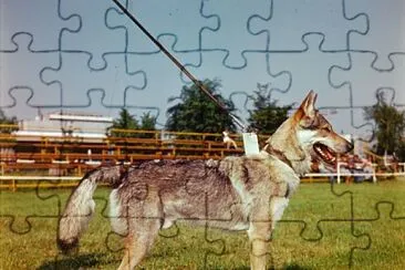 Lupo cecoslovacco jigsaw puzzle