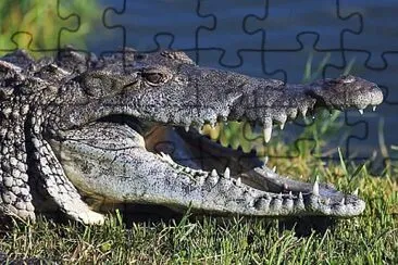 natural jigsaw puzzle