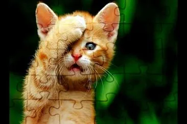 gato jigsaw puzzle