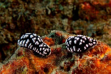 Phyllidia pustulosa jigsaw puzzle