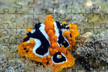 Phyllidia undula jigsaw puzzle