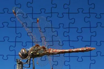 Sympetrum corruptum jigsaw puzzle