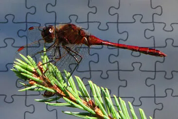 Sympetrum costiferum