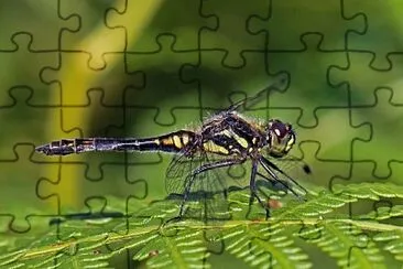 Sympetrum danae jigsaw puzzle