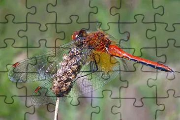 Sympetrum flaveolum jigsaw puzzle