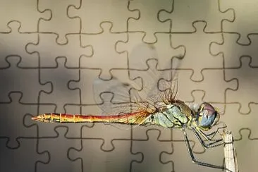 Sympetrum fonscolombii jigsaw puzzle