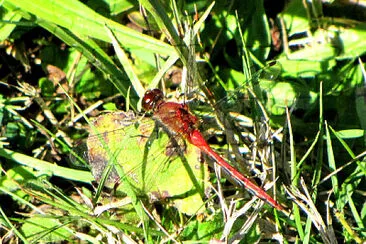 פאזל של Sympetrum internum