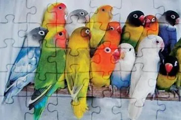 Agapornis jigsaw puzzle