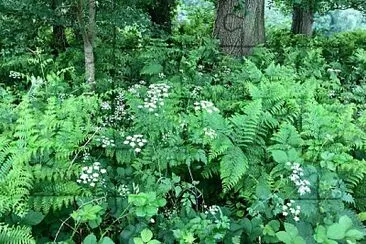 Woodland flora