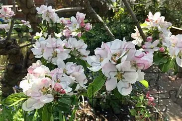 Dogwood jigsaw puzzle