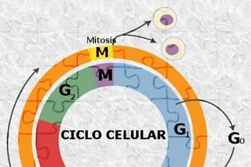 cuales son las fases del ciclo celular