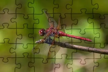 Sympetrum madidum jigsaw puzzle