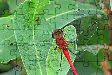 Sympetrum obtrusum jigsaw puzzle