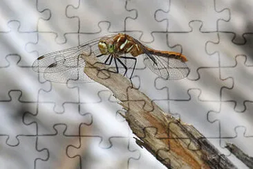 Sympetrum pallipes jigsaw puzzle