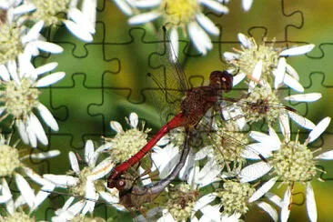 Sympetrum rubicundulum