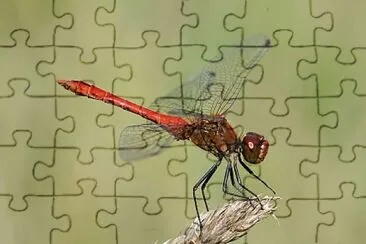 Sympetrum sanguinerum