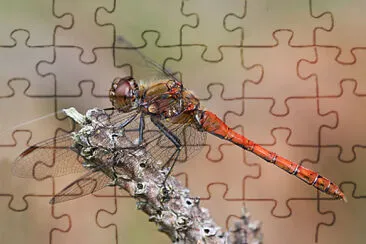 פאזל של Sympetrum semicinctum