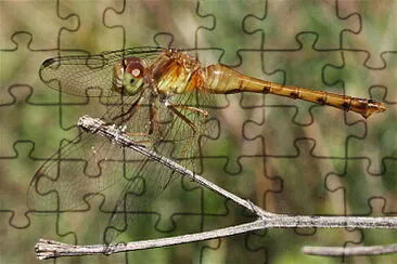 פאזל של Sympetrum vicinum