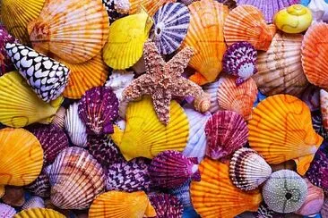 Shades of yellow, orange and purple sea shells