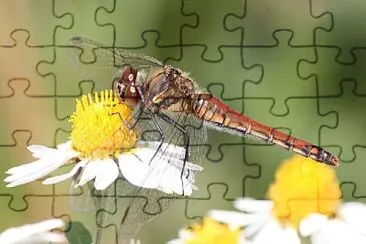 Sympetrum frequens