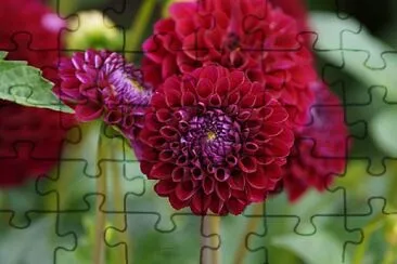 flores jigsaw puzzle