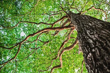 Arbol-rompecabezas jigsaw puzzle