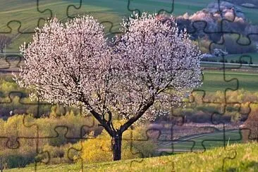 arbol-cerezo