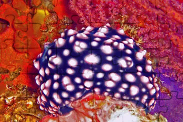 Phyllidiella nigra jigsaw puzzle