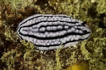 פאזל של Phyllidiella zeylanica