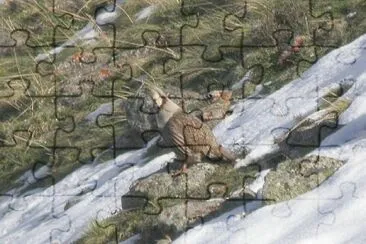 Tetragallo dell 'Himalaya jigsaw puzzle