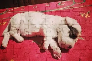 PERRITO jigsaw puzzle