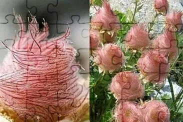 פאזל של ROSA DE SARON