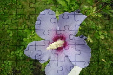 Blume jigsaw puzzle