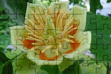 Blume jigsaw puzzle