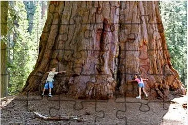 Sequoiadendron giganteum jigsaw puzzle