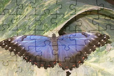 Schmetterling jigsaw puzzle