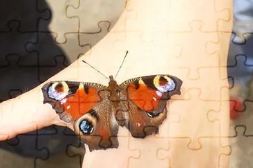 Schmetterling jigsaw puzzle