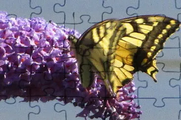 Schmetterling jigsaw puzzle