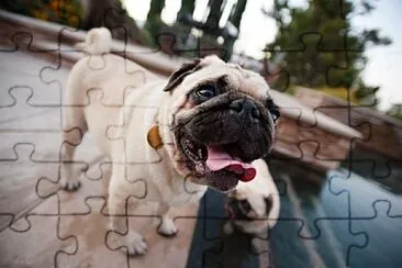 פאזל של Perro pug