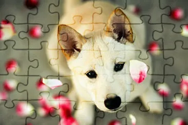 Perrito con PÃ©talos jigsaw puzzle