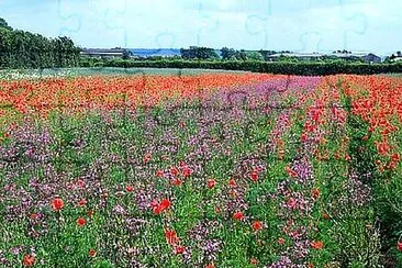 פאזל של Langar Wildflower Farm