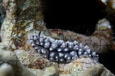 Phyllidiopsis fissurata