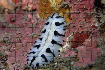 Phyllidiopsis loricata jigsaw puzzle