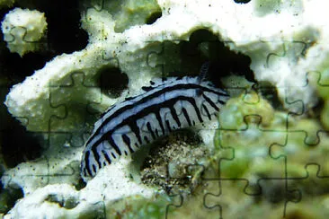 Phyllidiopsis sp