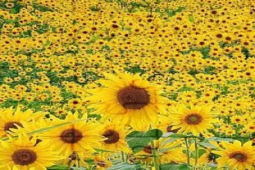 Girasoles