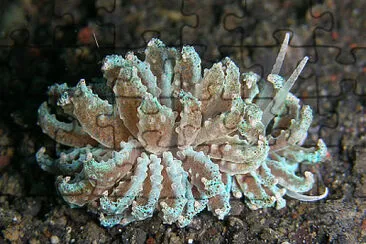 Phyllodesmium cypticum