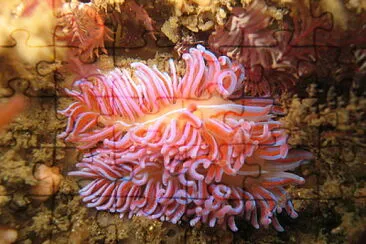 Phyllodesmium horridum