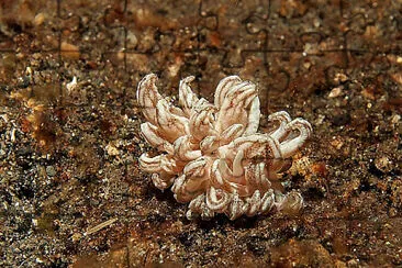 Phyllodesmium jakobsenae