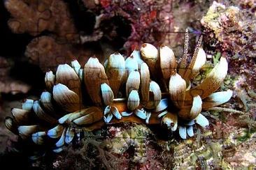 Phyllodesmium kabiranum