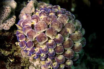 Phyllodesmium magnum jigsaw puzzle